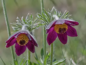 Ranunculaceae Prints: Mountain pasque flowers (Pulsatilla montana) in flower on hillside, Abruzzo, Italy. May