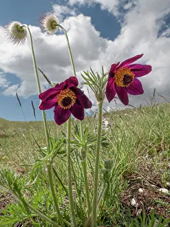 Ranunculaceae Prints: Mountain pasque flowers (Pulsatilla montana) in flower on hillside, Abruzzo, Italy. May