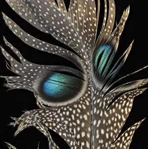Aqua Blue Gallery: Mountain peacock-pheasant (Polyplectron inopinatum) feather against black background