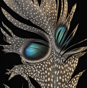 Mountain peacock-pheasant (Polyplectron inopinatum) feather against black background