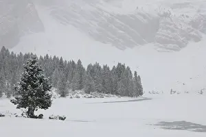 Gymnosperm Prints: Mountain pines (Pinus uncinata) at edge of frozen mountain lake with snow-covered mountains