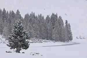 Gymnosperm Prints: Mountain pines (Pinus uncinata) at edge of frozen mountain lake with snow-covered mountains