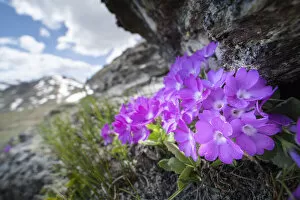 Mountain primrose (Primula villosa) in rock crevice at 2300m in elevation