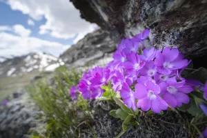 Primulaceae Prints: Mountain primrose (Primula villosa) in rock crevice at 2300m in elevation