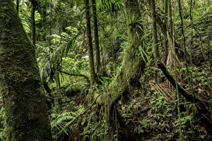 Republic Of Madagascar Prints: Mountain rainforest, Marojejy National Park, Madagascar. April, 2018