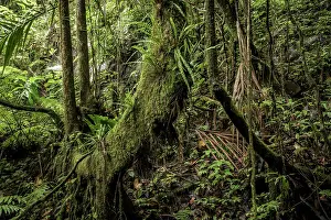 Republic Of Madagascar Prints: Mountain rainforest, Marojejy National Park, Madagascar. April, 2018