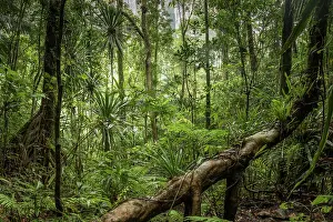 Republic Of Madagascar Prints: Mountain rainforest with stilt roots, Marojejy National Park, Madagascar. April, 2018