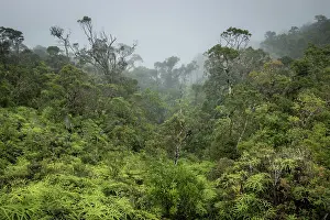 Mountain rainforest transitioning into dwarf forest (1200-1300 m), Marojejy National Park, Madagascar. April, 2018