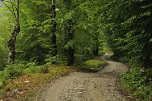 Mountain road through a Beech forest, Thethi National Park, Albania, June 2009