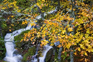 Images Dated 17th June 2009: Mountain stream in autumn with beech trees, Picos de Europa NP, Raino, Leon, Northern