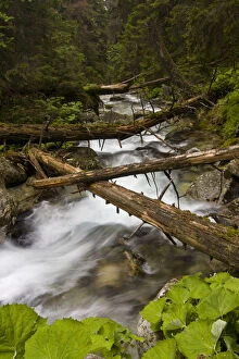 Images Dated 16th June 2009: Mountain stream with fallen trees crossing pristine forest, Kouprova valley, Western Tatras