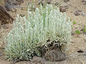 Labiatae Prints: Mountain tea (Sideritis soluta) clump flowering on volcanic ash