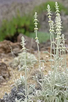 Labiatae Prints: Mountain tea (Sideritis soluta) clump flowering on volcanic ash