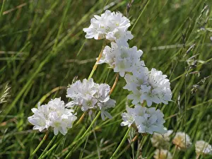 Appenines Prints: Mountain thrift (Armeria gracilis) in flower in high pasture