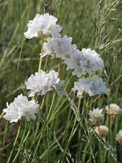 Appenines Prints: Mountain thrift (Armeria gracilis) in flower in high pasture