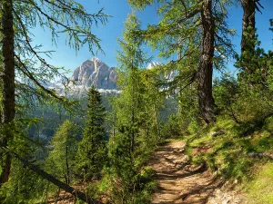 Dolomites Prints: Mountain trail winding through forest on mountainside with Tofane mountains in background