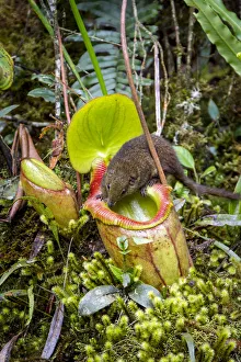 Mountain tree shrew (Tupaia montana) feeding on nectar secreted by the endemic Pitcher Plant
