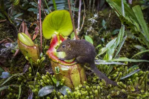 Mountain tree shrew (Tupaia montana) feeding on nectar secreted by the endemic Pitcher Plant