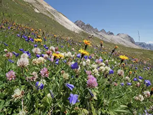 Campanulaceae Prints: Mountainside meadow display of wildflowers with Scheuchzer's bellflower (Campanula scheuchzeri)