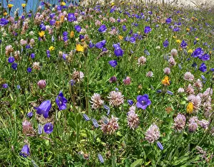 Campanulaceae Prints: Mountainside meadow display of wildflowers with Scheuchzer's bellflower (Campanula scheuchzeri)