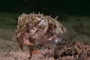 Sepiidae Prints: Mourning cuttlefish (Sepia plangon) feeding on a crab