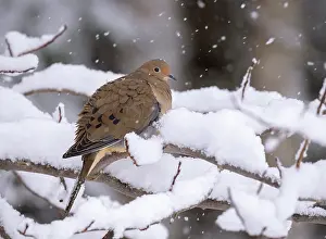 Pigeon Prints: Mourning dove (Zenaida macroura) perched on snow covered branch