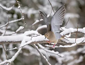Moving Down Prints: Mourning dove (Zenaida macroura) taking flight from snow covered branch