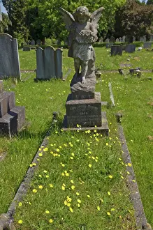 Monuments Prints: Mouse-ear-hawkweed (Pilosella officinarum) in flower on grass covered grave