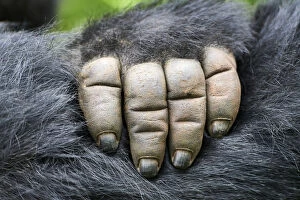 Animal Hair Gallery: Moutain gorilla (Gorilla beringei beringei) close up of hand, Virunga National Park