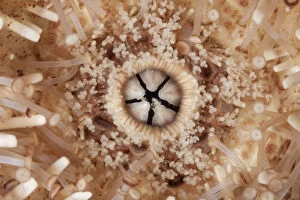 Mouth of Common Sea Urchin (Echinus esculentus) Guillaumesse, Sark, British Channel Islands