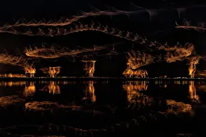 Photographic Effect Prints: Movement of waterbirds in sunlight captured with a long shutter speed
