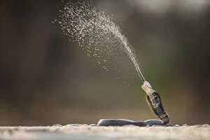 Mozambique Spitting Cobra (Naja mossambica) ejecting venom Kruger, South Africa