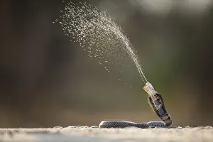 Threats Prints: Mozambique Spitting Cobra (Naja mossambica) ejecting venom Kruger, South Africa