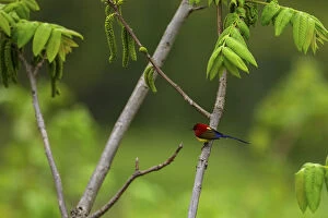 Mrs Goulds sunbird (Aethopyga gouldiae) perched on branch, Tangjiahe Nature Reserve