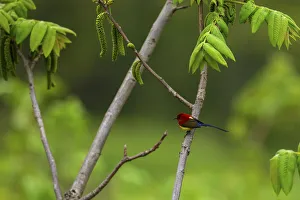 Sichuan Prints: Mrs Goulds sunbird (Aethopyga gouldiae) perched on branch, Tangjiahe Nature Reserve