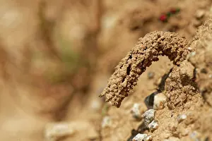 Vespidae Prints: Mud chimney built by a female Spiny mason wasp (Odynerus spinipes)