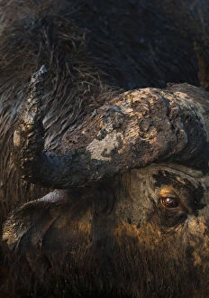 African Buffalo Gallery: Mud-covered face of bull African buffalo (Syncerus caffer) with a cateract in one eye