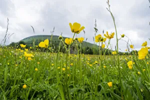 Muker Meadows National Nature Reserve with buttercups, Swaledale, Yorkshire, England, UK Muker Meadows National Nature Reserve with buttercups, Swaledale, Yorkshire, England, UK
