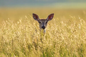 Phil Savoie Collection: Mule deer (Odocoileus hemionus) in long grass, Madison Mountains, Montana, USA. September