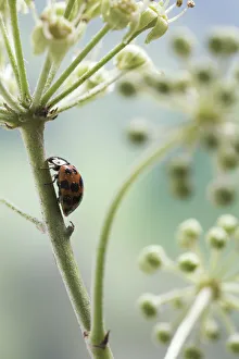 Images Dated 15th October 2008: Multicoloured / Asian / Harlequin Ladybird (Harmonia axyridis) feeding on ivy flowers, UK