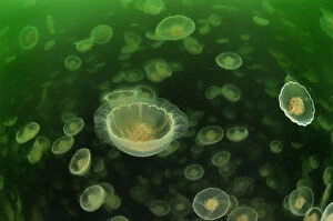 The Magic Moment Gallery: Multitudes of Moon jellyfish (Aurelia labiata), Alaska, USA, Gulf of Alaska