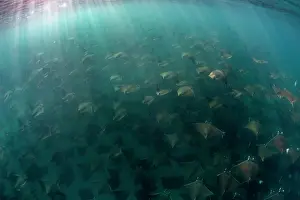 Light Ray Prints: Munk's devil rays (Mobula munkiana) large shoal aggregating underwater with sunrays penetrating sea surface