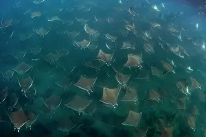 Baja California Sur Prints: Munk's devil rays (Mobula munkiana) large shoal aggregating underwater