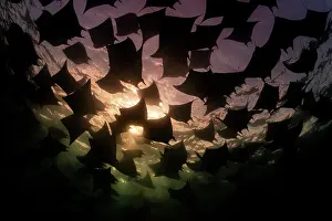Baja California Sur Prints: Munk's devil rays (Mobula munkiana) large shoal aggregating underwater