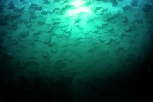 Munk's devil rays (Mobula munkiana) large shoal aggregating underwater, silhouetted in evening sunlight, La Ventana, Baja California, Mexico, Sea of Cortez