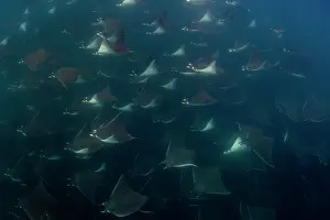 Baja California Sur Prints: Munk's devil rays (Mobula munkiana) large shoal aggregating underwater