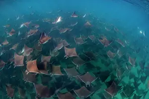 Baja California Sur Prints: Munk's devil rays (Mobula munkiana) large shoal aggregating underwater