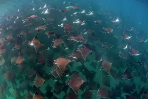 Baja California Sur Prints: Munk's devil rays (Mobula munkiana) large shoal aggregating underwater