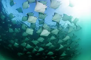 Underside Prints: Munk's devil rays (Mobula munkiana) large shoal aggregating underwater