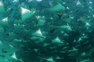Baja California Sur Prints: Munk's devil rays (Mobula munkiana) large shoal aggregating underwater